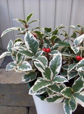 浙庭院小花匠*花叶紫金牛“白王冠”耐寒多年生*耐阴耐热*可组盆