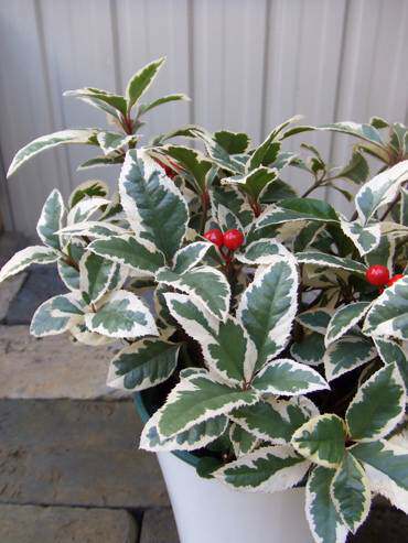 浙庭院小花匠*花叶紫金牛“白王冠”耐寒多年生*耐阴耐热*可组盆