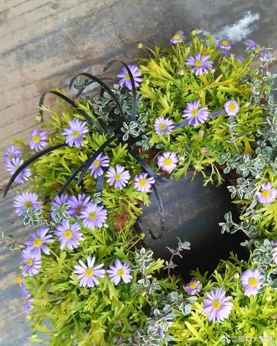 浙庭院小花匠*金叶姬小菊“金色地毯”半耐寒多年生*花量大可组盆
