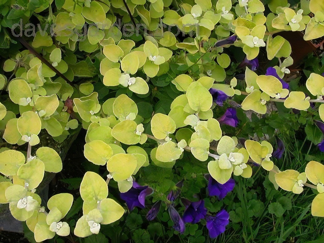 鲁庭院小花匠*黄绿伞花蜡菊“柠檬灯”半耐寒多年生*寄植组盆柔和