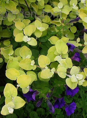 鲁庭院小花匠*黄绿伞花蜡菊“柠檬灯”半耐寒多年生*寄植组盆柔和