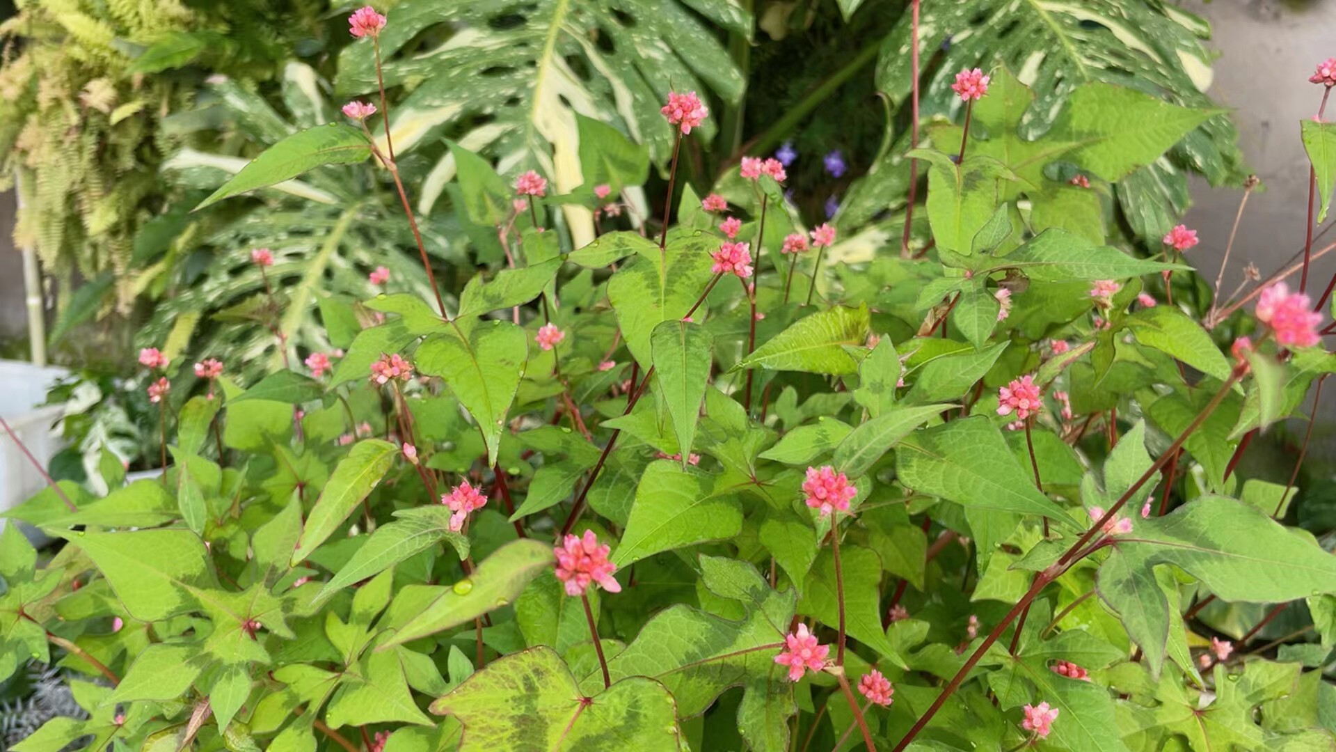 鲁庭院小花匠*掌叶蓼*多年生*常做一年*耐湿热可浅水*原生植物