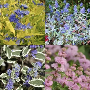 浙庭院小花匠*蓝花莸*耐寒多年生*银边/金叶/银叶/粉花*耐热好养