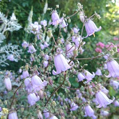 鲁庭院小花匠*环风铃草 赞吉拉*耐寒多年生*联药花属*组盆素材