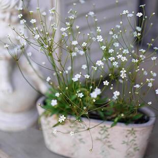 浙庭院小花匠*点地梅“星尘”耐寒一年生*小巧仙气*多花似满天星