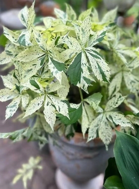 浙庭院小花匠*五叶地锦“星雨”耐寒多年生*攀爬地被垂吊*有秋色