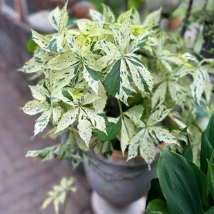 浙庭院小花匠*五叶地锦“星雨”耐寒多年生*攀爬地被垂吊*有秋色