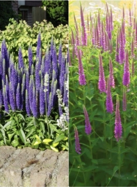 浙庭院小花匠*穗花婆婆纳*耐寒多年生*皇家蜡烛/紫色爆炸*线条