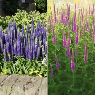 浙庭院小花匠*穗花婆婆纳*耐寒多年生*皇家蜡烛/紫色爆炸*线条