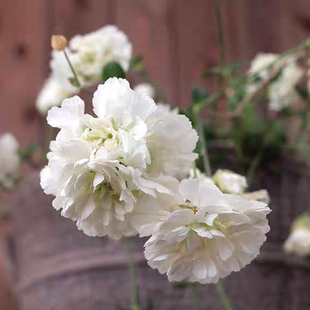 浙庭院小花匠*大花重瓣蝇子草“天鹅湖”*耐寒多年生*匍匐垂吊