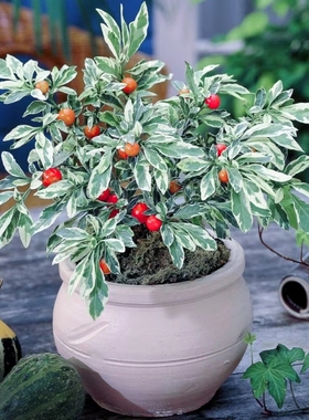 浙庭院小花匠*花叶冬珊瑚“圣诞雪”多年生*耐热低维护*果期长