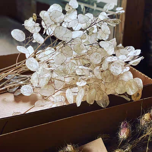 浙庭院小花匠*银扇草*半耐寒多年生一次性开花*干花永生花*需春化