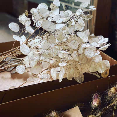 浙庭院小花匠*银扇草*半耐寒多年生一次性开花*干花永生花*需春化