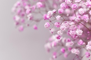 浙庭院小花匠*宿根满天星“粉色霞光”耐寒多年生*浅粉重瓣可切花