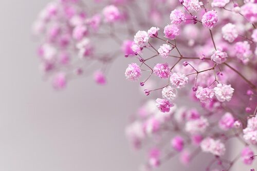 浙庭院小花匠*宿根满天星“粉色霞光”耐寒多年生*浅粉重瓣可切花