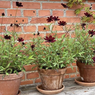 鲁庭院小花匠*宿根巧克力秋英*多年生*矮生芳香*抗性相对优秀暗系