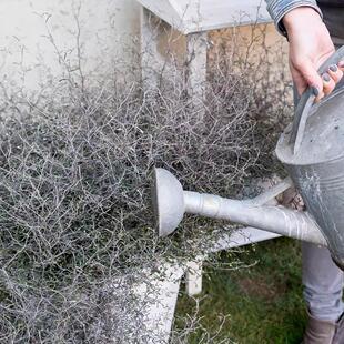 鲁庭院小花匠*铁丝网灌木“高登*毛利银*巧克力”半耐寒多年生ins