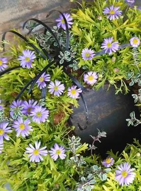 鲁庭院小花匠*金叶姬小菊“金色地毯”半耐寒多年生*花量大可组盆