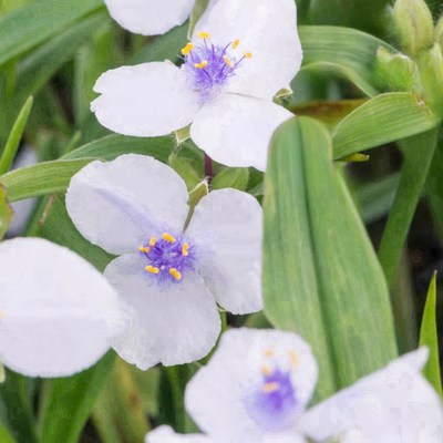 鲁庭院小花匠*紫露草“鱼鹰”“冰蓝”耐寒耐热花期长*抗性好皮实