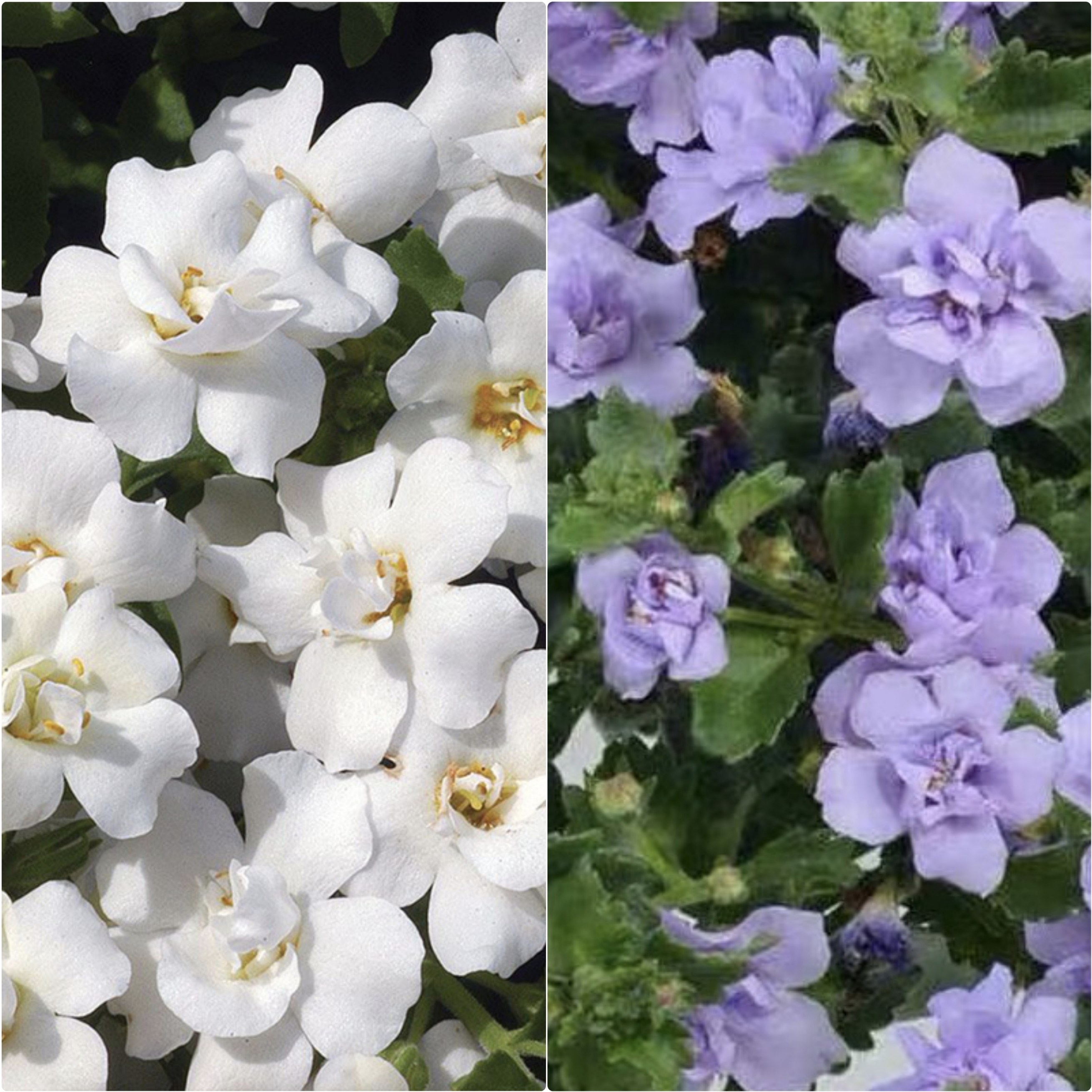 鲁庭院小花匠*重瓣百可花*半耐寒多年生*组盆寄植*花期长假马齿苋