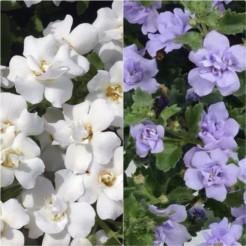 鲁庭院小花匠*重瓣百可花*半耐寒多年生*组盆寄植*花期长假马齿苋