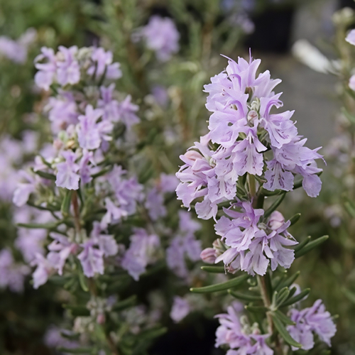 浙庭院小花匠*粉花迷迭香“马略卡”耐寒多年生*耐热香草芳香可食