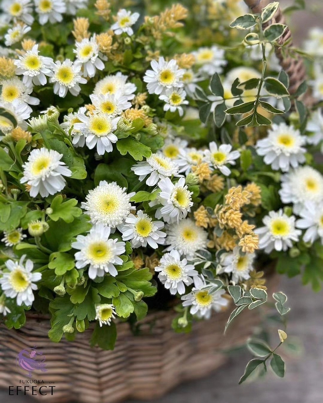 鲁庭院小花匠*短舌匹菊“卡洛斯”耐寒多年生*迷你盆栽*花量大