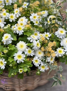 鲁庭院小花匠*短舌匹菊“卡洛斯”耐寒多年生*迷你盆栽*花量大