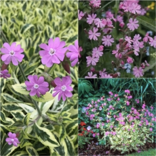 鲁庭院小花匠*迪奥卡蝇子草*耐寒多年生*岩石花园/花境/盆栽/切花