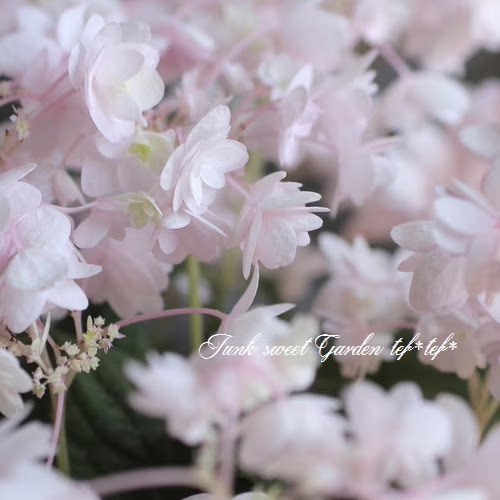 鲁庭院小花匠*山绣球“绫”耐寒多年生*小型耐阴*适合阳台,鲜花速递/花卉仿真/绿植园艺,绣球/木绣球/木本植物,淘宝优惠券,粉丝福利购,淘宝优惠卷