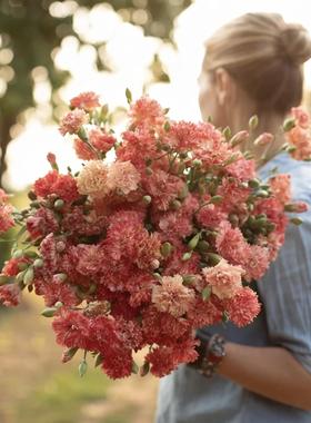 浙庭院小花匠*切花康乃馨花苗“橙色果子露”耐寒多年生*中花多头