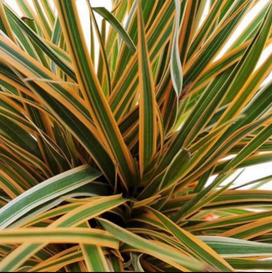 浙庭院小花匠*苔草“永恒光辉”耐寒多年生*观赏草*线条*组盆田园,鲜花速递/花卉仿真/绿植园艺,时令草本花卉,淘宝优惠券,粉丝福利购,淘宝优惠卷