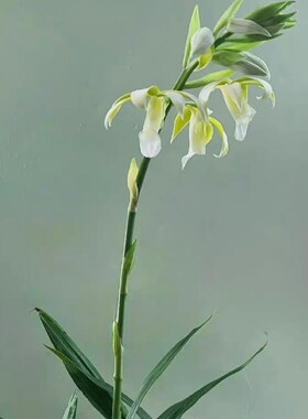 鲁庭院小花匠*白花素心鹤顶兰*多年生*耐热地生兰*低维护兰科兰花