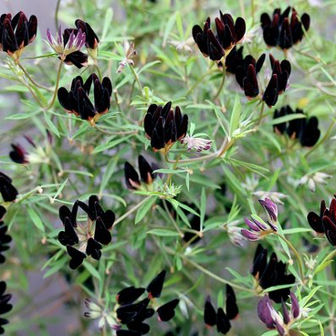 浙庭院小花匠*雅各布百脉根*半耐寒多年生*花灌木暗系*叶子蓝绿
