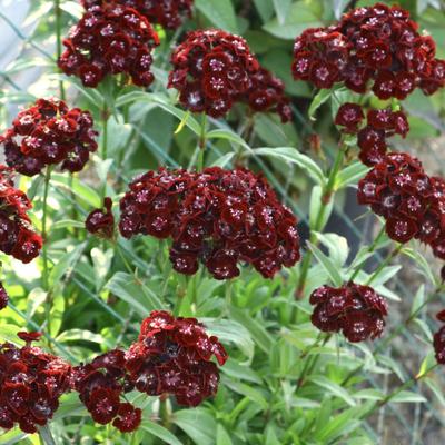 鲁庭院小花匠*紫黑须苞石竹“烟煤”*耐寒多年生*低维护宿根暗系