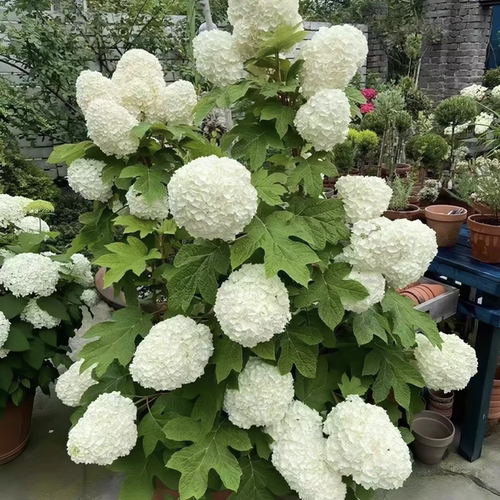 浙庭院小花匠*栎叶绣球“和声”耐寒多年生*大花穗经典品种