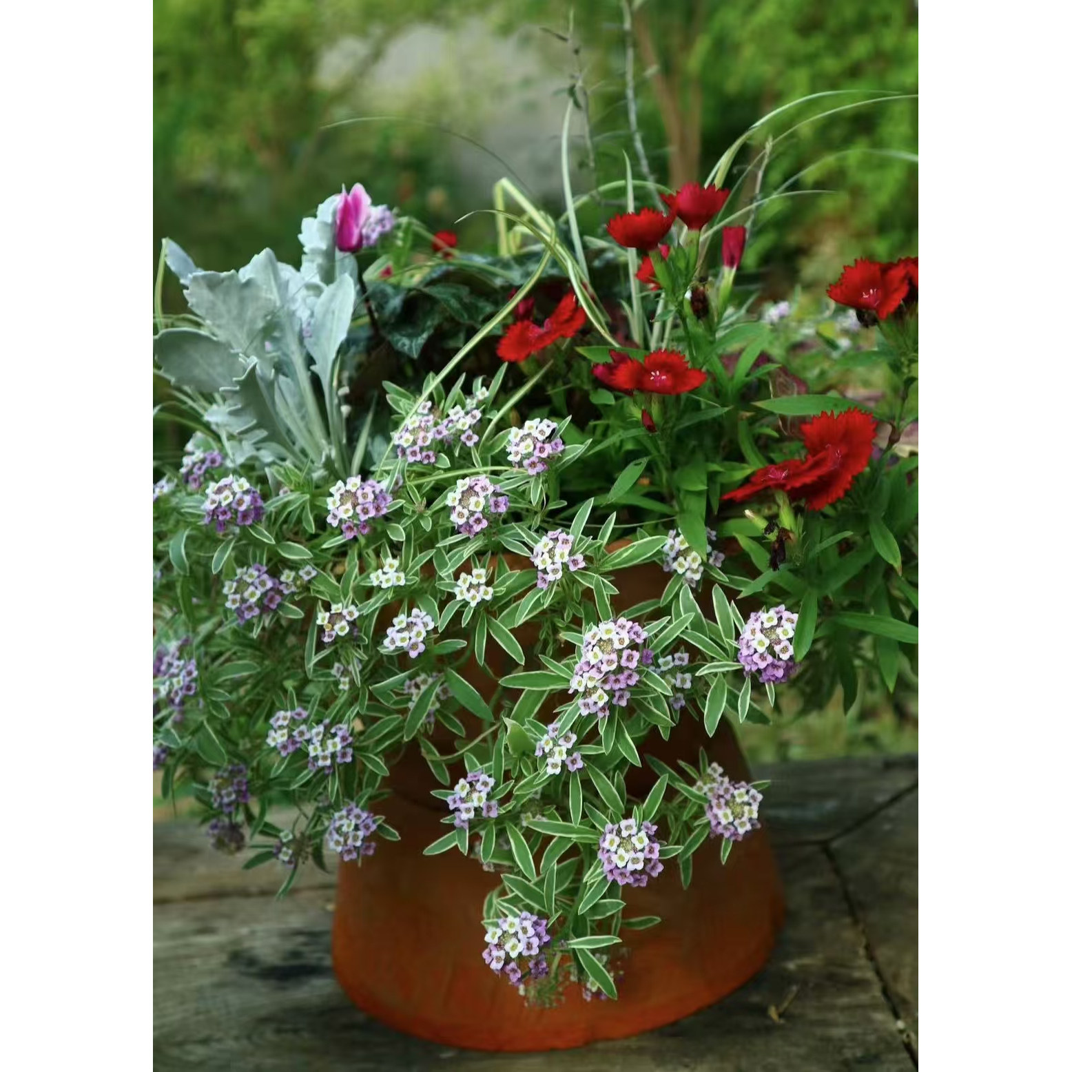 浙庭院小花匠*花叶香雪球“可爱泡泡”半耐寒多年生*匍匐寄植组盆,鲜花速递/花卉仿真/绿植园艺,时令草本花卉,淘宝优惠券,粉丝福利购,淘宝优惠卷