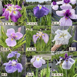 浙庭院小花匠*多种花菖蒲/玉蝉花鸢尾*耐寒多年生*耐热可水生两广