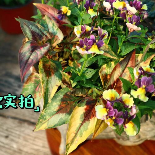 鲁庭院小花匠*锦叶腺梗小头蓼“万花筒”*耐寒多年生*耐湿热*彩叶