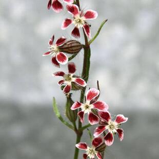 浙庭院小花匠*斑点蝇子草*半耐寒一年生*小花多花*盆栽组盆花境