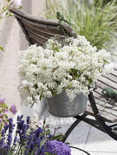 鲁庭院小花匠*重瓣禾叶大戟“雪钻”多年生*花期长花量大*耐热