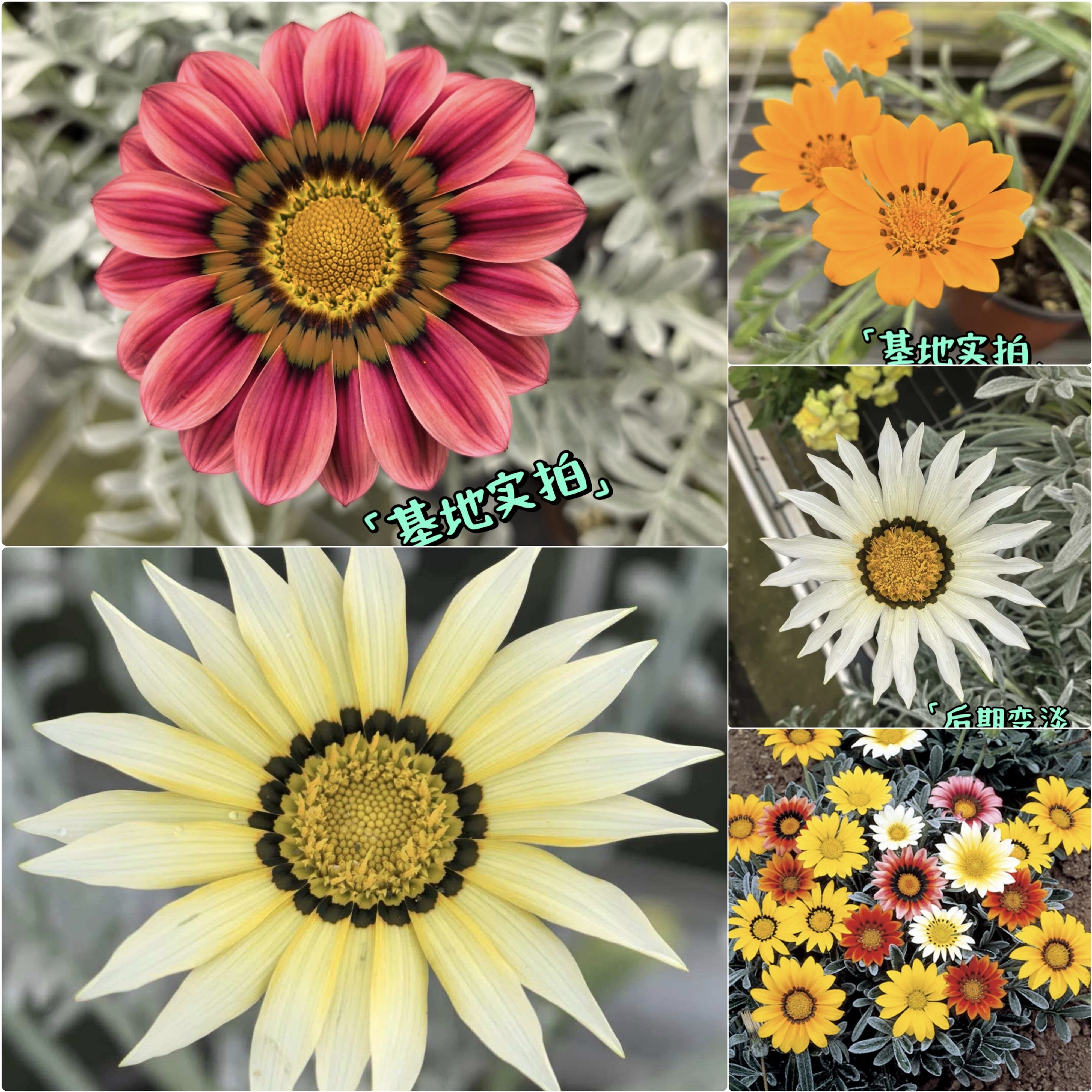 鲁庭院小花匠*银叶勋章菊“才艺”多品种*半耐寒多年生*花期长图片