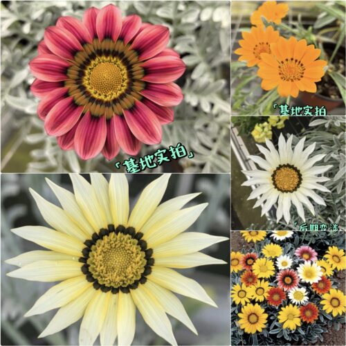 浙庭院小花匠*银叶勋章菊“才艺”*半耐寒多年生*寄植*花期长