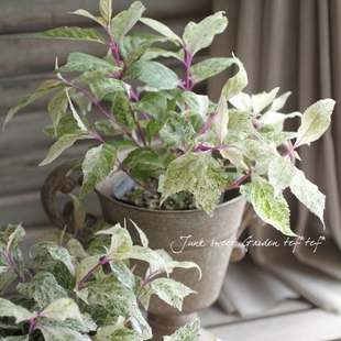 浙庭院小花匠*花叶紫珠*耐寒多年生*散斑彩叶灌木*低维护叶色多变
