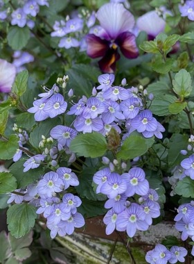鲁庭院小花匠*平卧婆婆纳“沃特佩里蓝”耐寒多年生*寄植组盆匍匐