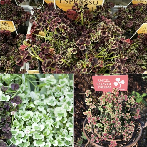 浙庭院小花匠*彩色三叶草*耐寒多年生*组盆素材*彩叶幸运草四叶草