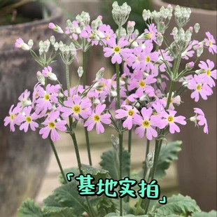 浙庭院小花匠*小报春*一年生*花梗高挑*花量大*小清新*云南原生
