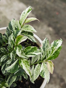 鲁庭院小花匠*花叶柃木“残雪”*耐寒多年生*耐热花叶*耐阴灌木