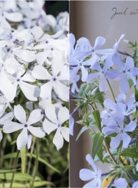 浙庭院小花匠*宿根福禄考“白色香水/蓝色香水”耐寒多年生*芳香