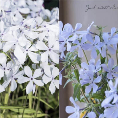 浙庭院小花匠*宿根福禄考“白色香水/蓝色香水”耐寒多年生*芳香